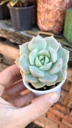 Perene: Graptoveria Titubans